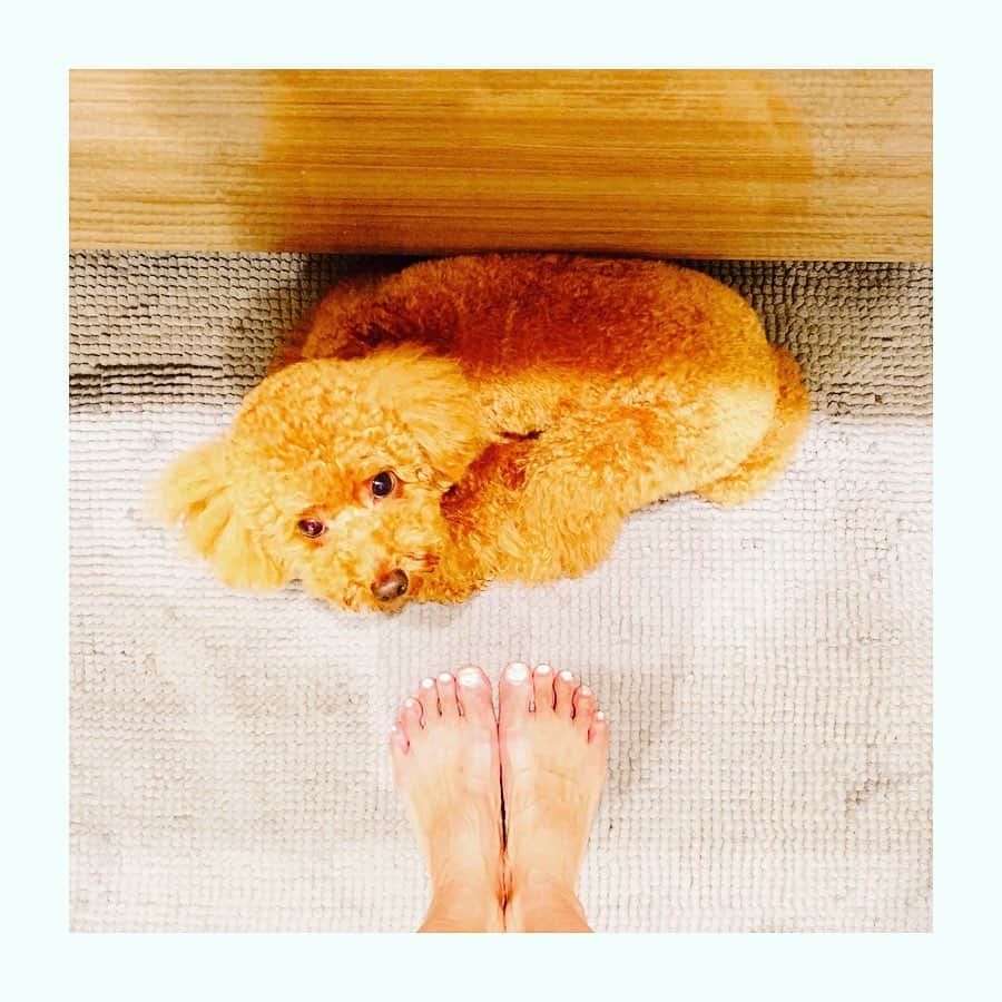 坂田陽子さんのインスタグラム写真 - (坂田陽子Instagram)「おはよう、かるた。 ・ キッチン、トイレ、バスルーム。家中何処でも、私の後をトコトコとついてくるかるた🐶 ・ バスルームでの定位置は、洗面台の真下でどセンター。洗顔やメイクをしてる途中もずっと位置をキープし続けるので、 かるたを踏まないよう両脚を開いて毎朝身支度。 ・ お陰で体幹整ってきました😂😂 ・ ・ #何気に筋トレ #腹筋 #体幹トレーニング  #トイプードル #toypoodle  #でかぷー ・ 気付いたらいつも足の甲に乗ってる😂 #冬場は湯たんぽ #夏は暑い」7月3日 12時28分 - yokosakata