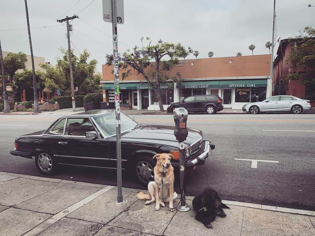 トローヤン・ベリサリオさんのインスタグラム写真 - (トローヤン・ベリサリオInstagram)「There are some nice people on this street.」7月3日 12時31分 - sleepinthegardn