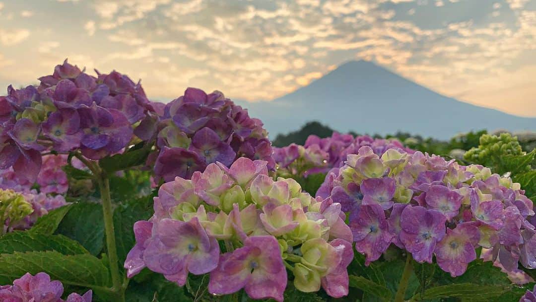 phantastic420のインスタグラム：「. 🤩🤩“Shizuoka” prefecture in Japan is a place where you can see the most “phantastic” Mt. Fuji🗻 in the world.🤩 #富士山 #mtfuji #japan #shizuoka #fujinomiya  #phantastic420photography #mostphantasticmtfuji #selamatpagi  #goodmorning  #おはようございます 😇😇😇😇😇😇😇🗻😇😇 #日本一に会うフォトコン @fujisan_kkb  #あじさい #rwc2019_moment #rwc2019フォトコン #shizuoka  @make_the_moment」