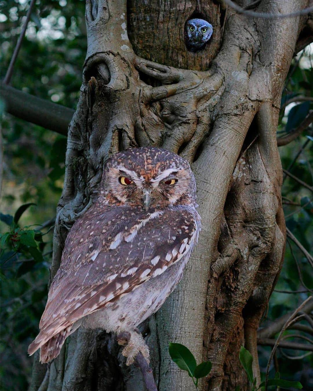 アメリカ自然史博物館さんのインスタグラム写真 - (アメリカ自然史博物館Instagram)「Did you know the Elf Owl (Micrathene whitneyi) is one of the smallest owl species in the world? The tiny raptor only grows about 5.6 inches (14.2 centimeters) long with a weight of around 1.9 ounces (55 grams). It’s native to parts of the southern United States and Mexico, where it lives in a variety of habitats including savannas and forests. Unlike other owls, the Elf Owl prefers to avoid conflict and may play dead or make an escape if threatened or confronted. It mainly feeds on insects but also eats small mammals and reptiles from time to time. When settling in for a meal, it plucks off dangerous bits—like a scorpion’s stinger—before consuming.  Photo: Richard Crossley」7月3日 13時06分 - amnh