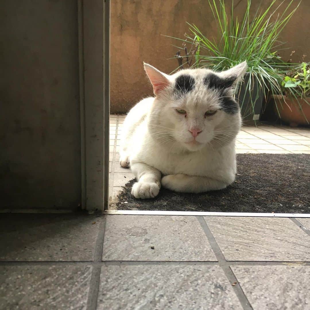 Kachimo Yoshimatsuさんのインスタグラム写真 - (Kachimo YoshimatsuInstagram)「おはよう！ナナクロ。 Good Morning Nanakuro  #uchinonekora #nanakuro #neko #cat #catstagram #kachimo #猫 #ねこ #うちの猫ら http://kachimo.exblog.jp」7月3日 13時14分 - kachimo