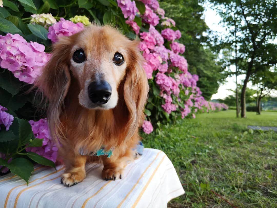 ?モデル?大地?さんのインスタグラム写真 - (?モデル?大地?Instagram)「♪🐾2019*7*3🐾 . ちょっと奥さん！ 気付いたら、も〜7月ですって…😲😲😲 . 2019年 前半戦も いろんな所に🚗お出掛けしたけど アップしていない📷写真が沢山😁😁😁ｲﾋﾋｯ🎶 . まずは💠アジサイからアップして行こうかと思っているけど😉 . いつも通り のんびり更新して行きたいと思います🎶✌️😁 . . 🌸桜も🌷チューリップも💙ネモフィラも 🎏こいのぼりも🗻富士山も🌹バラも アップしてない📷写真が いっぱいだよ〜🎶😁😁😁ｲﾋﾋｯ🎶 . . 🐾🐾🐾🐾🐾🐾🐾🐾🐾🐾🐾🐾🐾🐾 . #大地#大好き#だいすき #いつも一緒#ずっと一緒 #大地なしでは生きて行けませんw #いぬ#犬#わんこ#ワンコ . #愛犬 #犬バカ部#いぬら部#いぬすたぐらむ #犬のいる暮らし #pecoいぬ部#朝活 #あじさい#紫陽花#公園#最高 . #横浜#yokohama#神奈川 #散歩 #お散歩 #ミニチュアダックスフンド#ミニチュアダックス #ダックスフンド#ダックス」7月3日 13時13分 - sachi_daichi