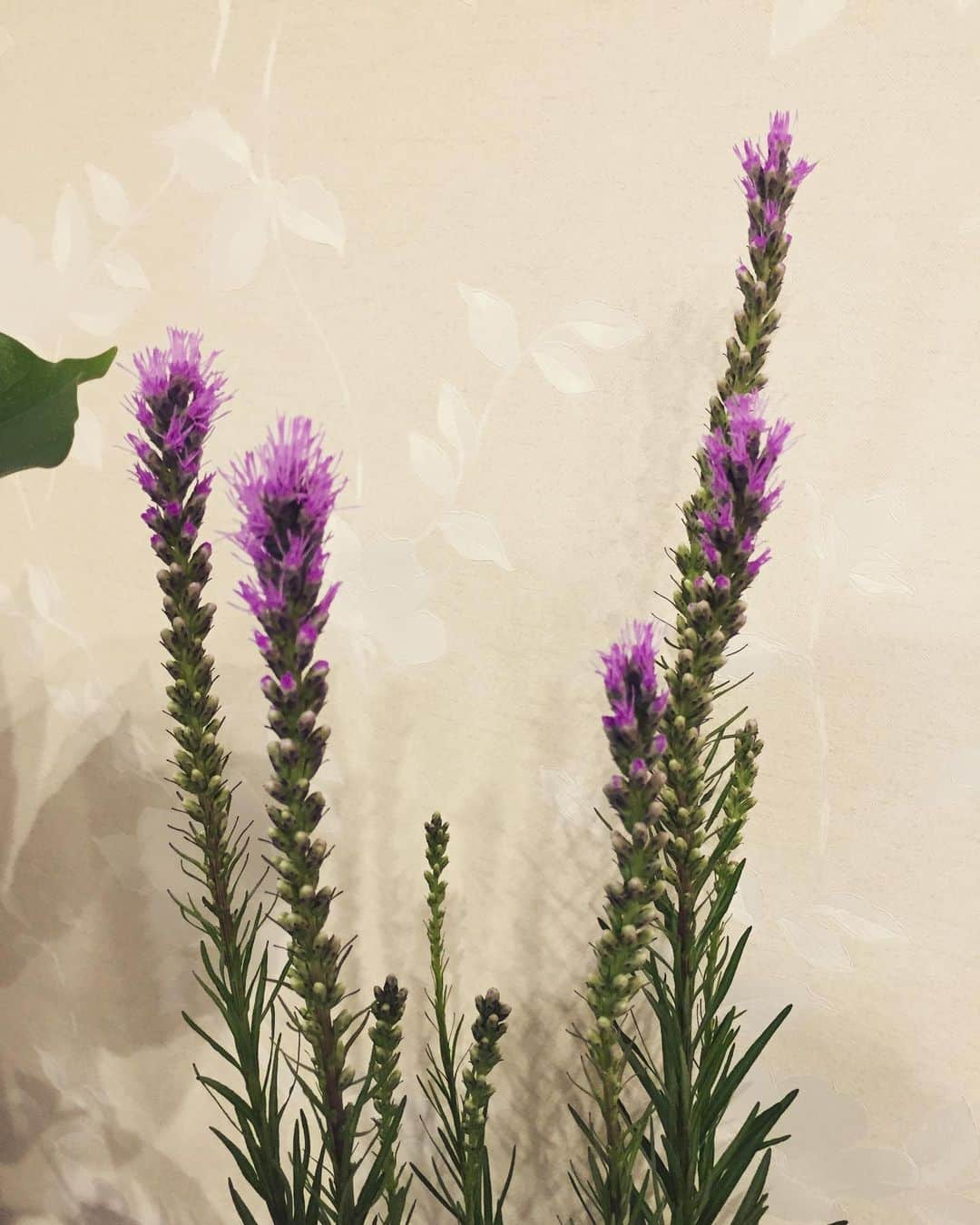 知念芽衣さんのインスタグラム写真 - (知念芽衣Instagram)「我が家の#リアトリス  #開花中  私は、強くて安い #へデラ #アイビー が大好きです😍😅 #花のある暮らし #ガーデニング #観葉植物のある暮らし  #観葉植物 #観葉植物インテリア  #花が好き  #グリーンガーデン  #flowers #花  #花の癒し」7月3日 13時22分 - meichinen