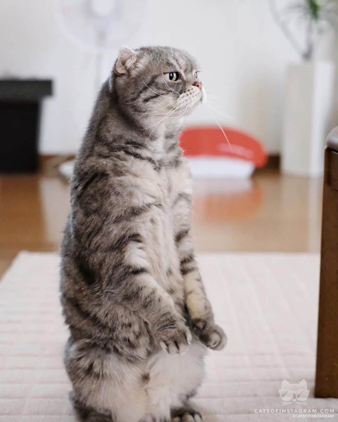 Cats of Instagramさんのインスタグラム写真 - (Cats of InstagramInstagram)「From @nao_co5: “COCO often stands like a human😂” #twitterweek #catsofinstagram」7月3日 13時29分 - cats_of_instagram