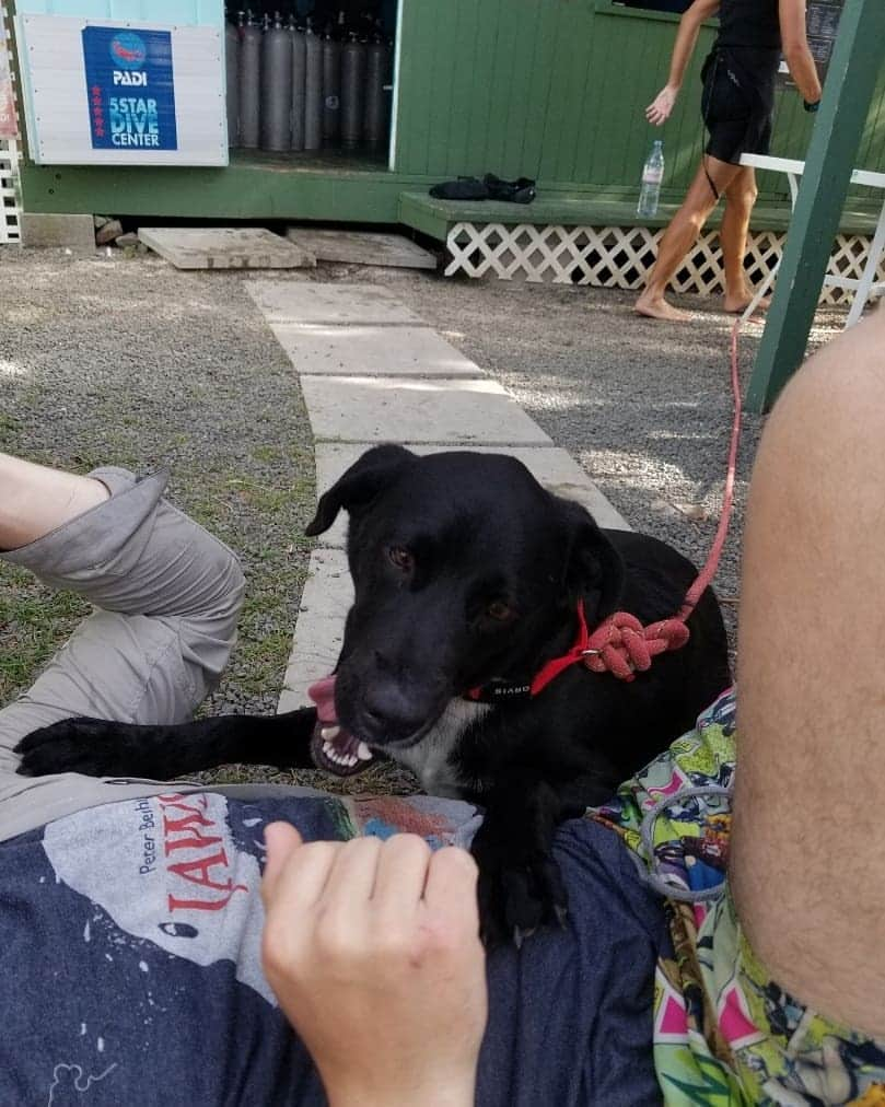 Nolan Gouldさんのインスタグラム写真 - (Nolan GouldInstagram)「I made friends with a random dog in Antigua and I can't tell who's smiling more.」7月3日 13時49分 - nolangould