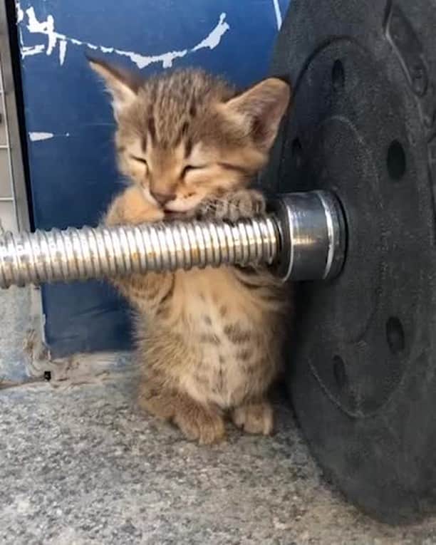 のインスタグラム：「When your friend asking you to start exercising with them⠀ ⠀ #meowed #kitten #keepfit #fitbeast #workout」