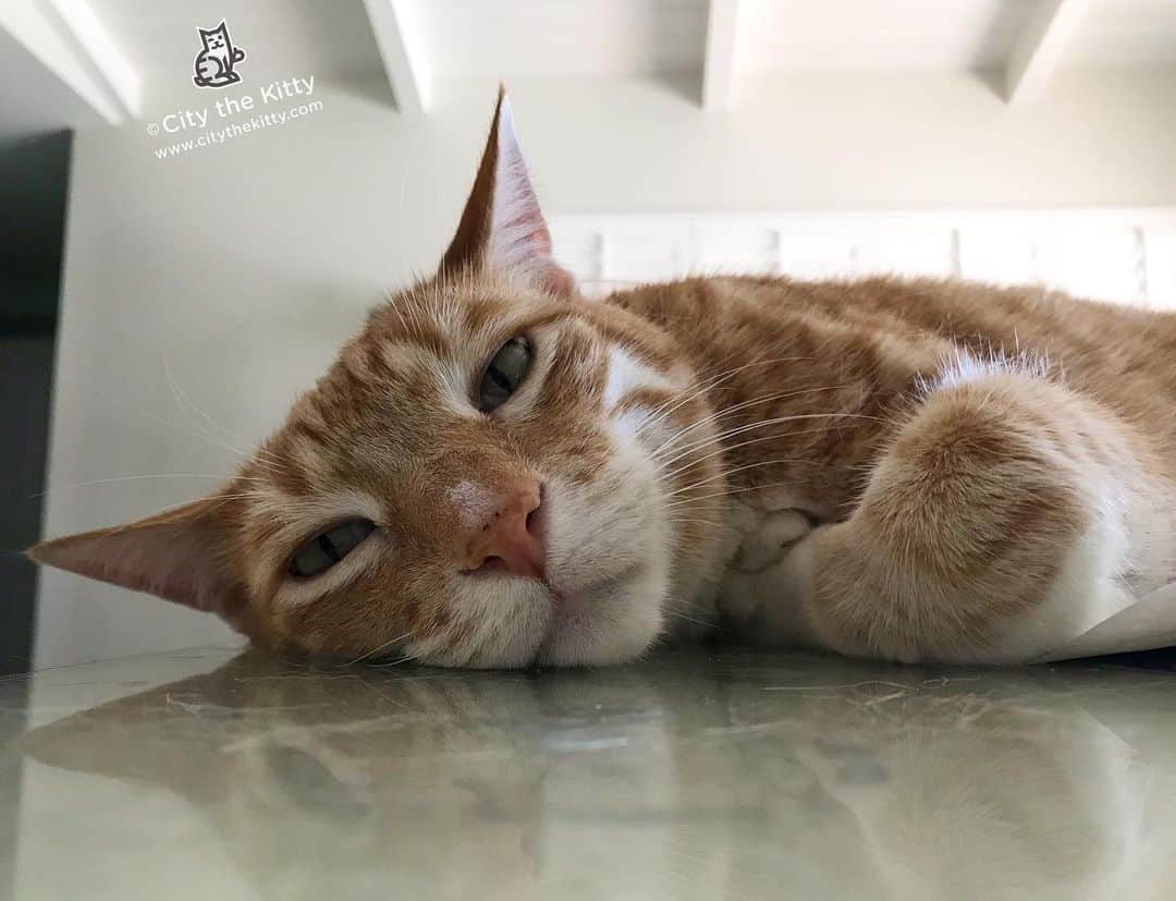 City the Kittyさんのインスタグラム写真 - (City the KittyInstagram)「One of those days.  #pawsneedclaws」7月3日 14時53分 - citythekitty