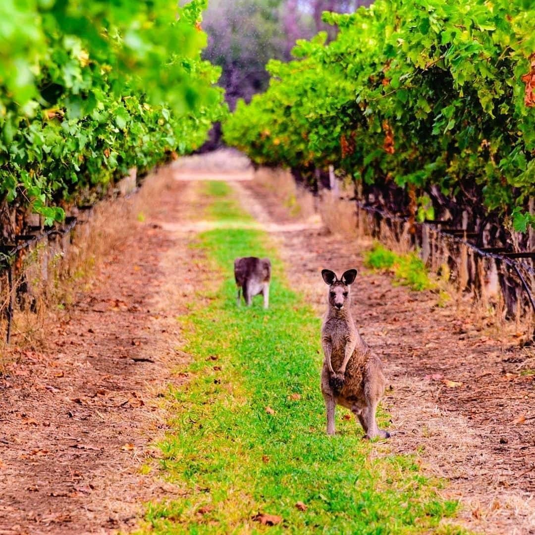 Australiaさんのインスタグラム写真 - (AustraliaInstagram)「Wine and kangaroos? This may just become your new favourite place!🍷 @pjr_images was greeted by these friendly locals at @queensland’s #RiversandsWines, on the banks of the #BalonneRiver. This @sqcountry #winery is best known for their delicious fortified muscats and famous port, and you’ll get to taste a range of them at the garden cafe on arrival. If you’re visiting between May and September, there’s also an option to book a local cotton farm visit combined with a full vineyard tour every Thursday, so you can get a glimpse of country farm life before sampling some gourmet food and wine - sign us up!  #seeaustralia #thisisqueensland #sqcountry #weeklyfluff #travel」7月3日 15時00分 - australia