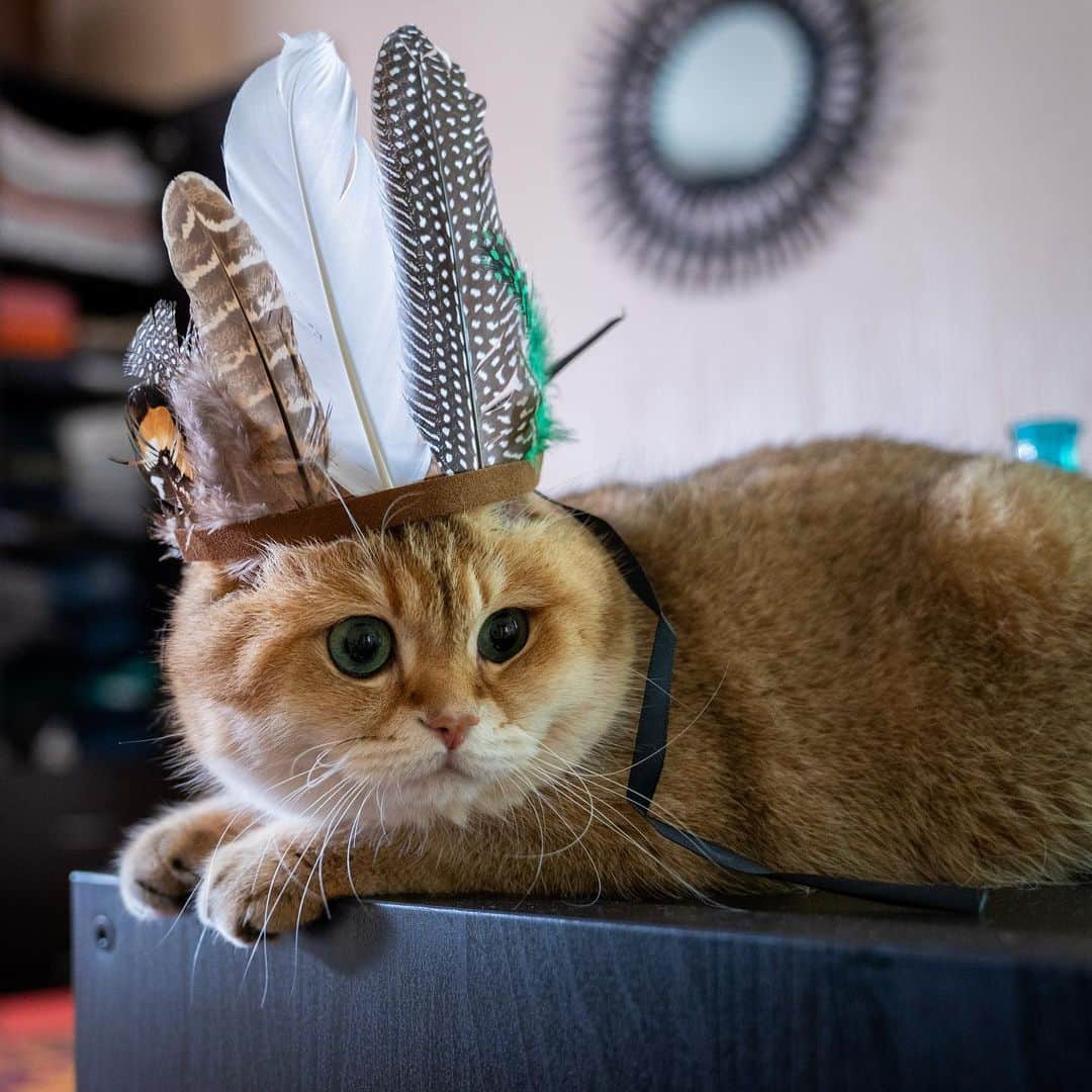 Hosicoさんのインスタグラム写真 - (HosicoInstagram)「Me, Chief Hosico... King of this island 👑」7月3日 15時35分 - hosico_cat