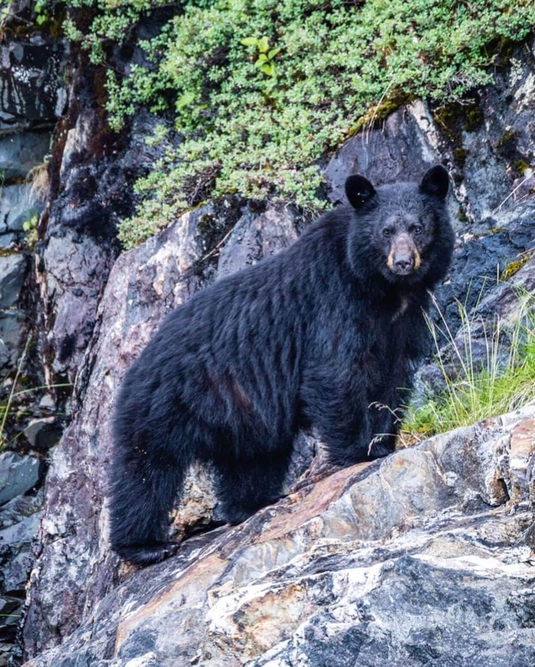 ナショナルジオグラフィックさんのインスタグラム写真 - (ナショナルジオグラフィックInstagram)「Photo by Pete McBride @pedromcbride | Color isn’t a reliable way to tell bears apart—black bears like this young male are dark but often equal in size to brown bears, which can have coloration ranging from blond to black. Body shape is a better indicator, as brown bears have a large shoulder hump. As our climate warms, these bears in Alaska and Western Canada are ambling beyond their traditional territories and mixing with polar bears, creating a blend known as a pizzly or grolar. For more on wildlife, follow @pedromcbride. #Alaska #bears #wildlife. Correction: This caption previously mislabeled the bear as a grizzly. It is in fact a black bear.」7月3日 15時39分 - natgeo