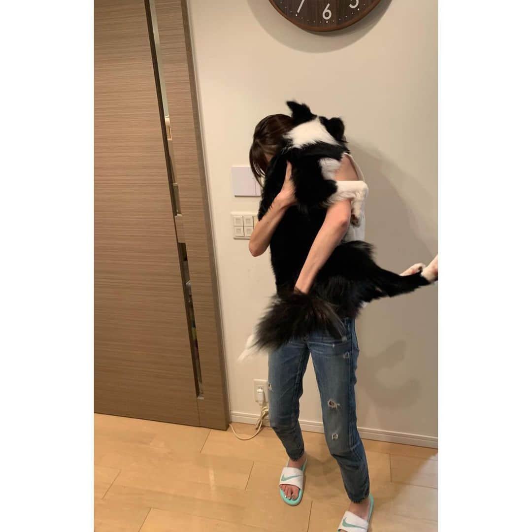 渡部いずみさんのインスタグラム写真 - (渡部いずみInstagram)「とりあえず喜びが激しい🥴🙌✨ハラミ🐼をPINCHERのペットシャンプー＆トリートメントで洗って気持ちいいカワイイまじ最高💛たぶんハラミも超喜んでいる💛トリミングサロンで使われているシャンプーって気にしたことありますか？😩肌荒れで病院通いの子！実はサロンでのシャンプーが原因でした、みたいなことがよくある🙌我が家はトリミングサロンに8000円払うならPINCHERペットシャンプー3980円で自宅で洗っちゃう🤩💕儲かった気分💘またはトリミングサロンにPINCHERを持ち込みされる方もいるみたい🤩✨‼️️ニンジンなどの食品原料で作られた安心安全な洗浄剤！＆トリートメント！脱臭！殺菌も99．9パーセント😊️絶対に譲れない完全無香料‼️犬は人間の１億倍の嗅覚だよ😩スキンケアブランドがペット用シャンプーを作るとめちゃくちゃ良いものになるんです💛※写真４枚目、ハラミを洗う時の一回分の消費です🐼🤲✨ #ペット#ペットシャンプー#三原ハラミ#ハラミ#愛犬#pet#PINCHER#ピンシャー#開発#ペット業界#皮膚炎#トリミングサロン#セルフ#愛情#ごめん#私は猫担当#instalove#ボーダーコリー#しつけレッスン#英才教育」7月3日 15時45分 - pincher__izumi