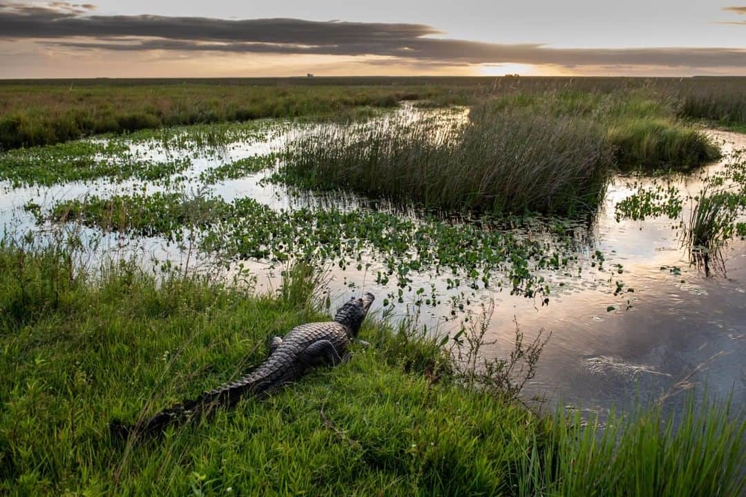 National Geographic Travelさんのインスタグラム写真 - (National Geographic TravelInstagram)「A caimen, or yacaré, takes in the sunset in the Esteros del Iberá, a vast grass and marsh region in northern Argentina that is a refuge for an astounding number of birds and animals. In Iberá, alliances between national and provincial governments and the non-profit Conservation Land Trust Argentina have resulted in the creation of the Great Iberá Park just last year.  Work is ongoing to restore all the original wildlife, including those that are extinct or critically endangered in Argentina. The hope is that wildlife tourism will provide a new, sustainable economy for the region. It is an incredible new destination for those interested in wildlife, traditional culture, and vast horizons. For more photos of this unique & wild part of the world, follow me, @bethjwald.  #parqueiberacorrientes #rewilding #esterosdelibera」7月3日 16時00分 - natgeotravel