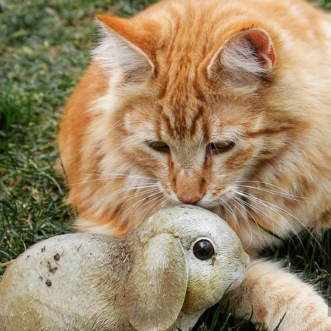 CatStockerさんのインスタグラム写真 - (CatStockerInstagram)「Hello! #catstocker is here!  Follow our FURRriend @tygothecat  Scroll right for more pictures 👉 . . . . . #cat #neko #mačka #chat #kočka #котка #kotek #kot #кіт #mače #кошка #кот #katze #gato #gatto #kissa #kattunge #猫 #고양이 #貓 #kedi #köttur #kissanpentu #חתול #кішка #kedicik #кошеня #gattino #子猫」7月3日 16時05分 - catstocker