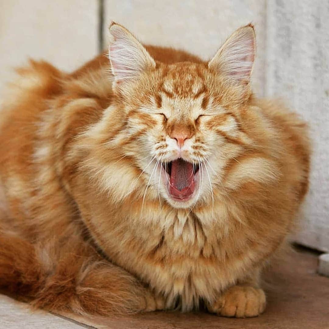 CatStockerのインスタグラム：「Hello! #catstocker is here!  Follow our FURRriend @tygothecat  Scroll right for more pictures 👉 . . . . . #cat #neko #mačka #chat #kočka #котка #kotek #kot #кіт #mače #кошка #кот #katze #gato #gatto #kissa #kattunge #猫 #고양이 #貓 #kedi #köttur #kissanpentu #חתול #кішка #kedicik #кошеня #gattino #子猫」