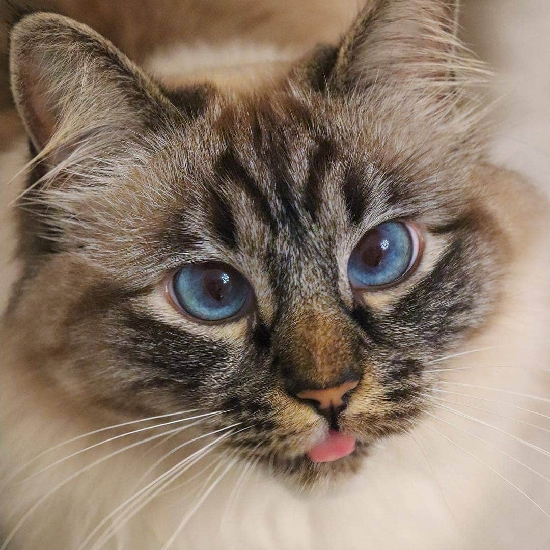 Aww Clubさんのインスタグラム写真 - (Aww ClubInstagram)「ok tongue out gib chimken pls 📷@missenell @muji_le_chat @mei.meows @shurithecat @charlieinberlin @barnaby_persian @my_lulu_cat_ @merlinragdoll @poutine_priceless_cat @lifeofblueoscar  Tag #meowedtongueout to get a chance to be featured  #meowed #meowedtongueout #meowedTOT #TOT #tongueouttuesday #👅 #blep #mlem #cattongue #birman #britishshorthair #blackcat #persian #mainecoon #adoptdontshop」7月3日 16時51分 - meowed