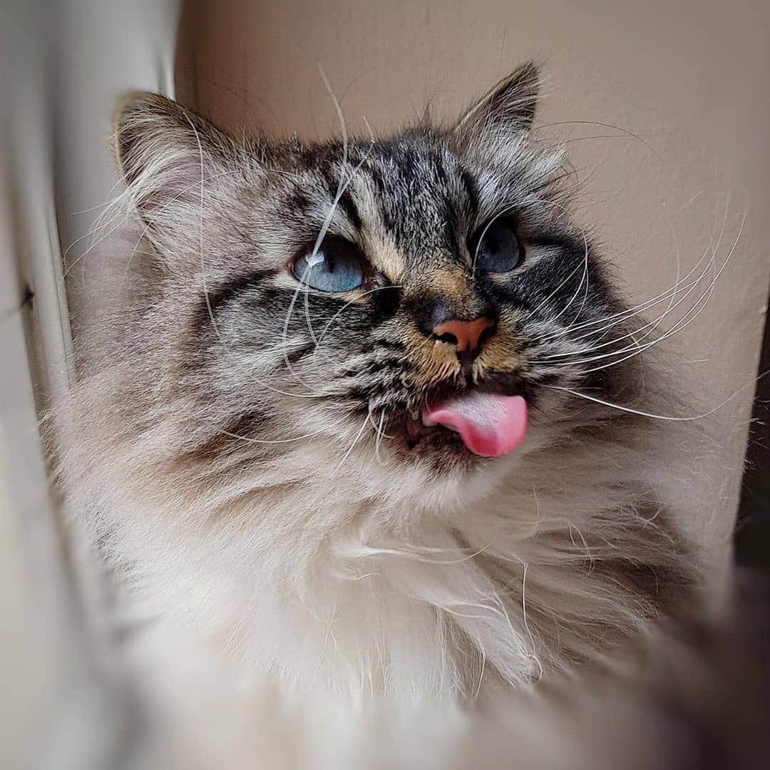 Aww Clubさんのインスタグラム写真 - (Aww ClubInstagram)「ok tongue out gib chimken pls 📷@missenell @muji_le_chat @mei.meows @shurithecat @charlieinberlin @barnaby_persian @my_lulu_cat_ @merlinragdoll @poutine_priceless_cat @lifeofblueoscar  Tag #meowedtongueout to get a chance to be featured  #meowed #meowedtongueout #meowedTOT #TOT #tongueouttuesday #👅 #blep #mlem #cattongue #birman #britishshorthair #blackcat #persian #mainecoon #adoptdontshop」7月3日 16時51分 - meowed