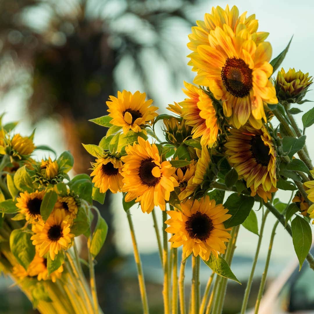 青山フラワーマーケットのグルメインスタ