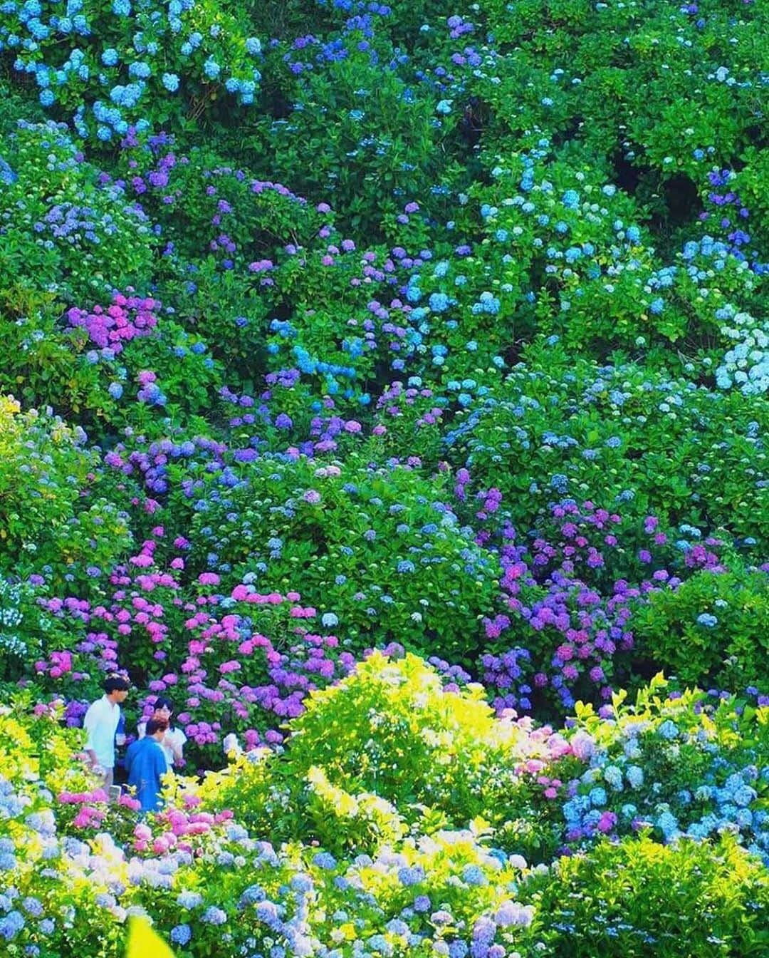 aumoさんのインスタグラム写真 - (aumoInstagram)「【#紫陽花2019 ×#はなまっぷ】 . 静岡県の「#下田公園あじさい祭り」にて撮影されたお写真📸  広大な敷地を埋め尽くすあじさいは、圧倒的な美しさですよね🐸 あじさい祭りは6/30まで、とすでに終わってしまいましたが是非来年訪れてみて下さい💕 . Credit：@madoka79 さん 素敵なお写真をありがとうございます！ . あなたが撮影した素敵な写真に 「#aumo」を付けて教えてください♡ あなたの投稿が明日紹介されるかも♪ . aumoアプリは毎日配信！おでかけや最新グルメなどaumo読者が気になる情報が満載♡ ダウンロードはプロフィールのURLから✔︎ (iPhone&Android版) . . #静岡旅行#静岡観光#静岡#紫陽花  #日本の景色 #インスタ探検隊 #女子旅#絶景#絶景スポット#旅 #team_jp_ #igersjp #japan_daytime_view #wu_japan  #bestjapanpics #japan_of_insta #art_of_japan_ #ptk_japan #photo_jpn #lovers_nippon #tokyocameraclub #あなたとみたい景色#フォトジェニック #国内旅行 #夏旅」7月3日 17時09分 - aumo.jp