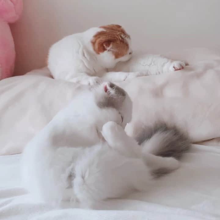 のんたのインスタグラム：「仲良く毛づくろい、仲良く…ん？！ ・ #scottishfold #catstagram_japan #catsofinstagram #cats_of_instagram#catoftheday #purr #ilovemycat #bestmeow #catlover #cutecat #kittensofinstagram #cute #スコティッシュフォールド#brotherandsister」