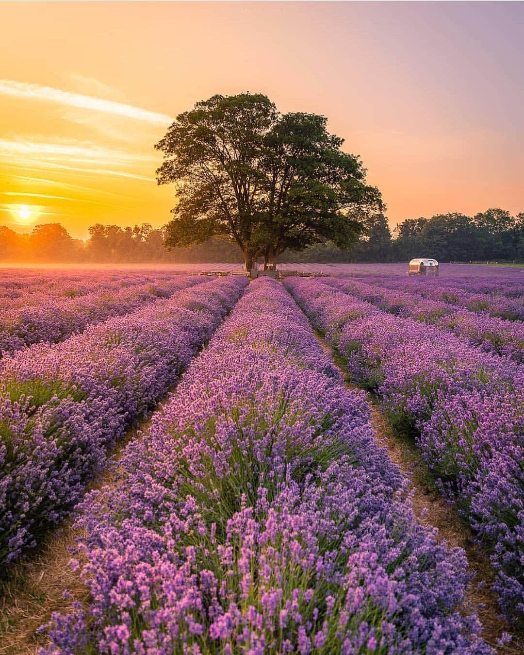 @LONDON | TAG #THISISLONDONさんのインスタグラム写真 - (@LONDON | TAG #THISISLONDONInstagram)「The stunning #MayfieldLavender shot by @tmnikonian in #Banstead 😱😍🥰 Incredible when it’s in bloom! 🙏🏼 // #thisislondon #london」7月3日 18時03分 - london