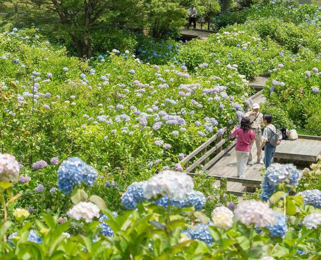 詩歩さんのインスタグラム写真 - (詩歩Instagram)「💠﻿ ﻿ 一目10万本のアジサイ✨﻿ ﻿ 京都に移住して、最初の旅は舞鶴へ🚃💨﻿ 京都駅から特急で1時間半くらいです。﻿ ﻿ 海が見える高台から、斜面に沿って咲くアジサイは10万本！﻿ 小道がたくさん整備されてるから、紫陽花ロードがのんびりお散歩できます🚶‍♂️💨﻿ ﻿ 3枚目の写真の花…なんか綺麗なグラデーションじゃない！？😍👏﻿ ﻿ 今年のアジサイ祭りは7/11まで！﻿ ぜひぜひ京都にお越しやす〜✋﻿ ﻿ 📷26th June 2019﻿ 📍舞鶴自然文化園／京都府﻿ 📍Maiduru Nature and culture park／Kyoto Japan﻿﻿﻿﻿﻿ ﻿﻿﻿﻿ ﻿﻿﻿﻿ ©詩歩/Shiho」7月3日 18時07分 - shiho_zekkei