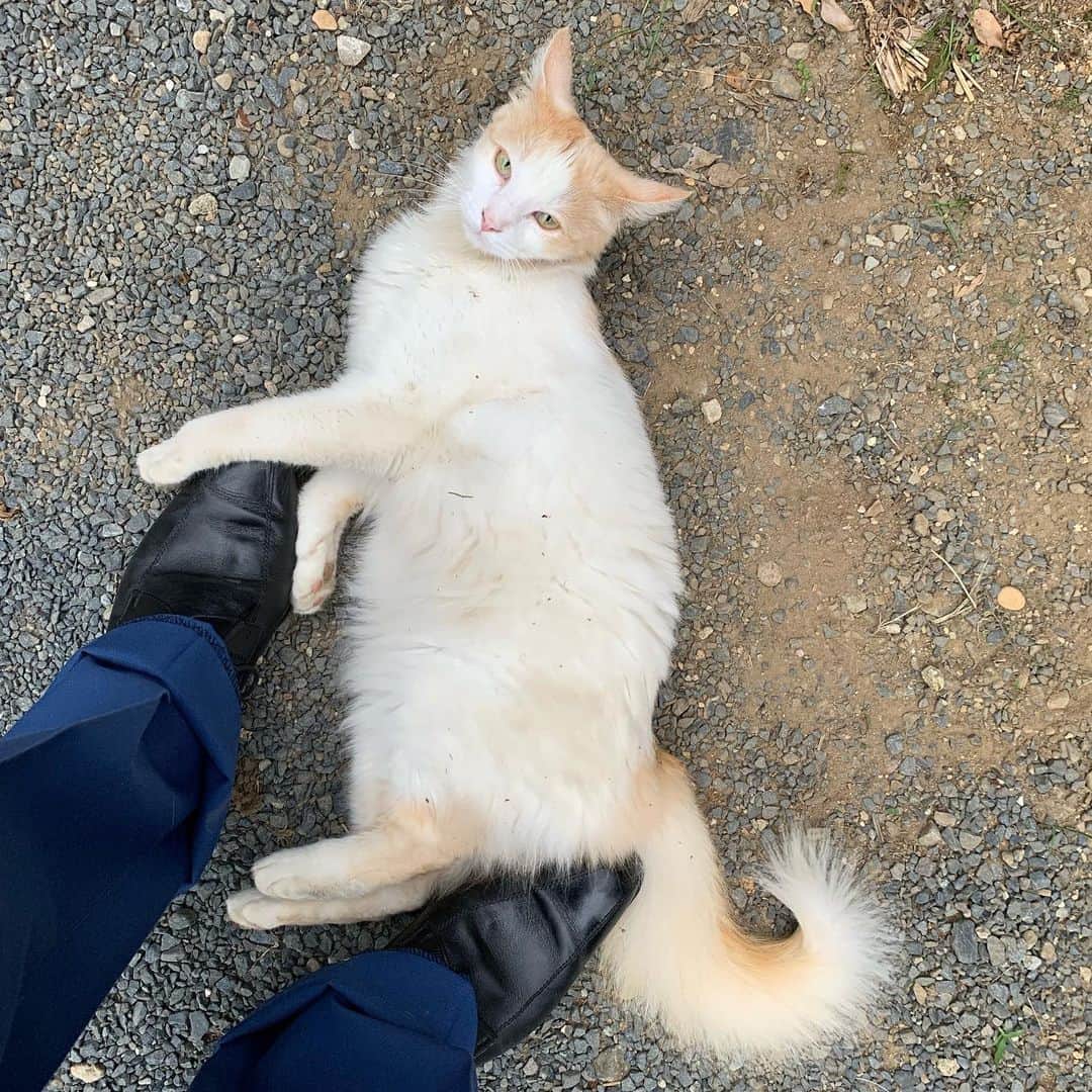 一三さんのインスタグラム写真 - (一三Instagram)「今日は会う人に恵まれてとても充実した1日でした。  1円も貰えませんが…  #猫 #cat #可愛い #cute #pritty #lovely #仕事 #work #営業 #ビジネス #business」7月3日 20時42分 - ichizou.co.jp