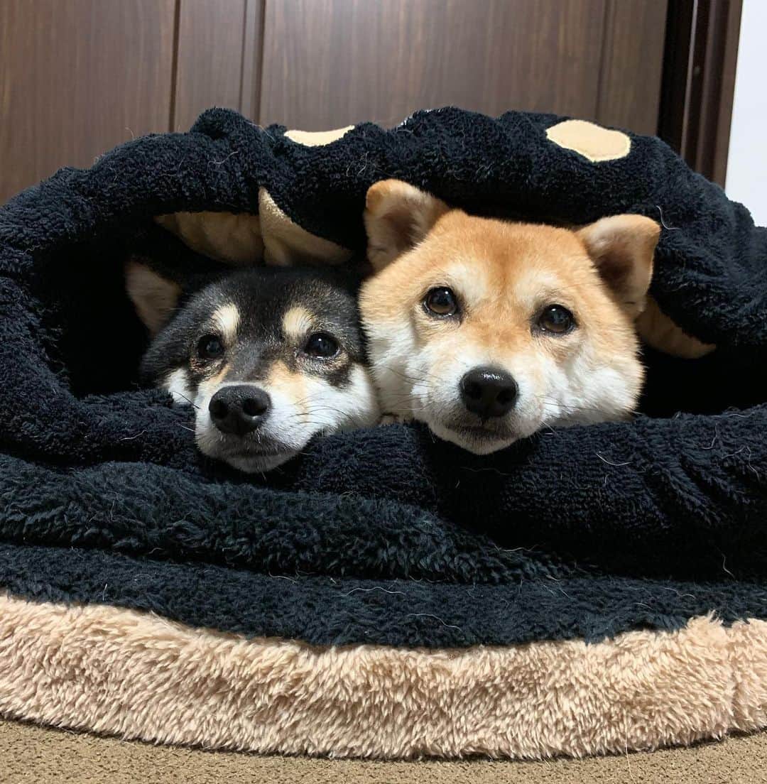 豆柴なつ&ふゆのインスタグラム