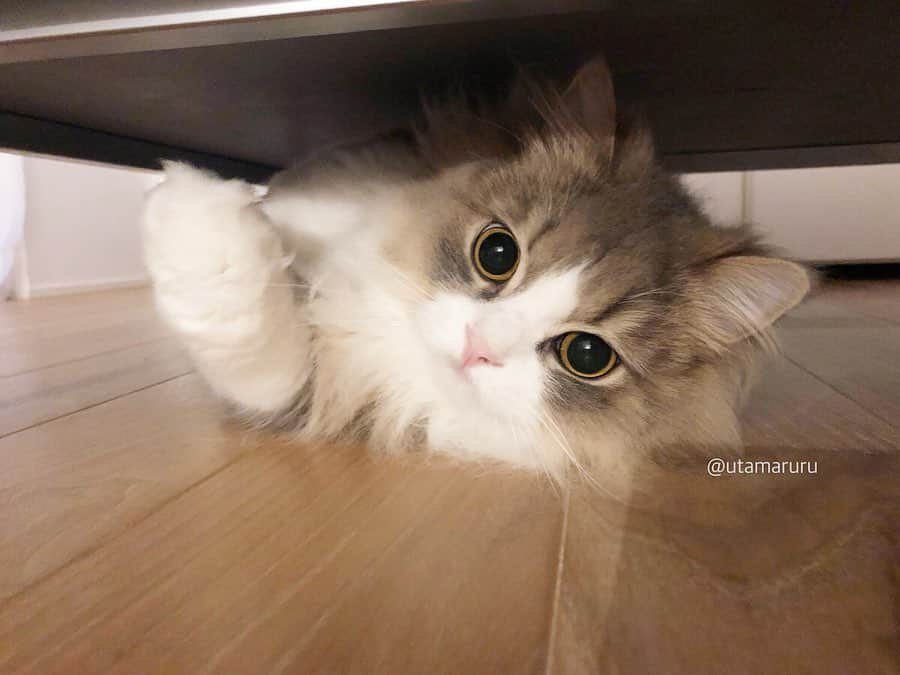 詩丸さんのインスタグラム写真 - (詩丸Instagram)「むっちゃん、 そんな所で何してるの〜？😽💕 .  Mutta under the table🐾 What beautiful big eyes❣️👀✨ .  １枚目、左端に写るモケモケは、テーブルの上にいる獅子丸のしっぽです🐒❤️笑」7月3日 20時45分 - utamaruru