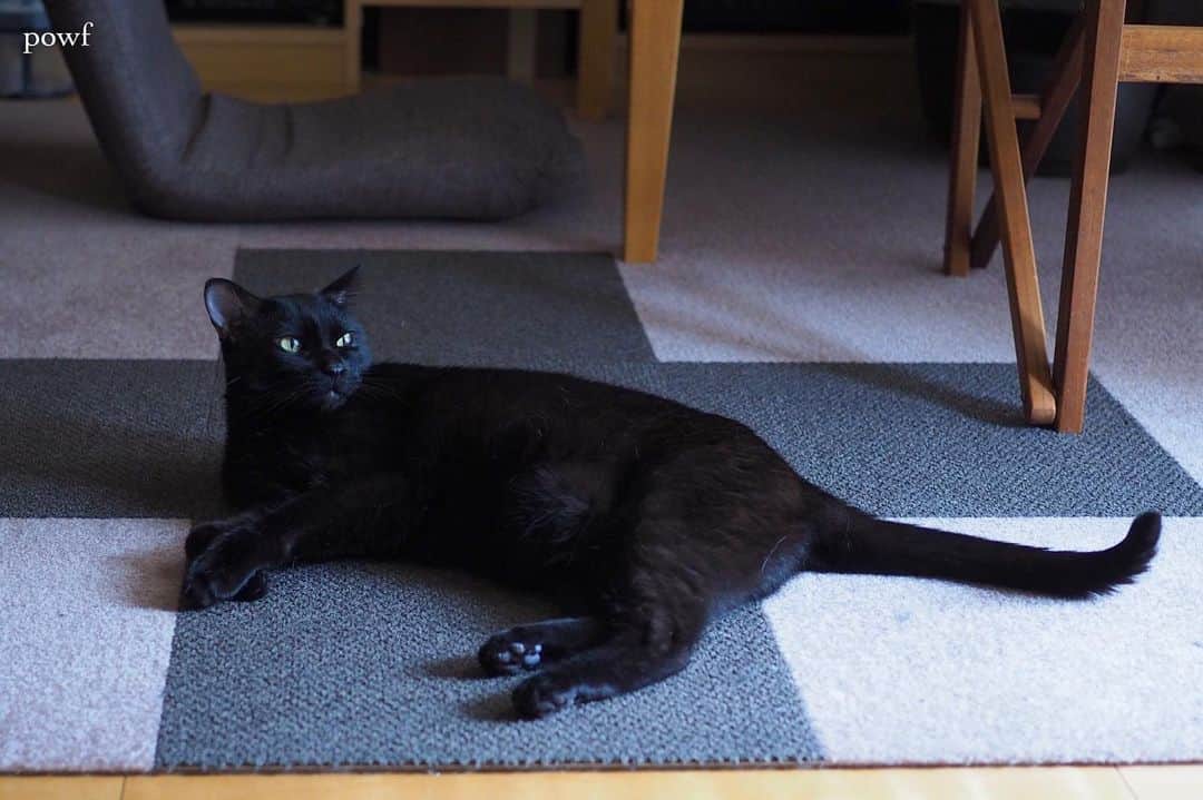anemone_69のインスタグラム：「. #ハカセとキョウジュ #blackcat #黒猫 #cat #猫 #保護猫 . . .」