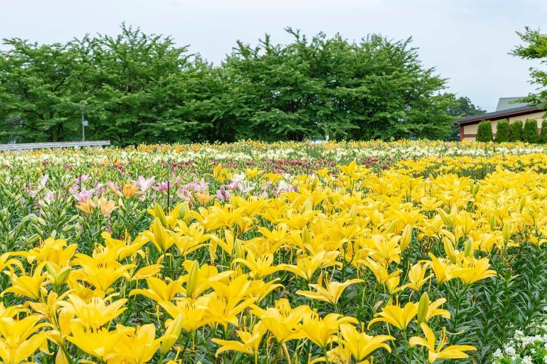 やまがた長井観光局さんのインスタグラム写真 - (やまがた長井観光局Instagram)「. 【本日の長井市】⛅️⁠⠀ #あやめ の見頃が終わる頃、次に見頃を迎えるのが『ユリ』🌼⁠⠀ お隣、飯豊町の #どんでん平ゆり園 へお邪魔してきました。⁠⠀ ⁠⠀ 東京ドーム4個分以上の広大な敷地内は一面ユリ畑‼⁠⠀ ⁠⠀ 黄色やオレンジ、ピンクなど色も様々あり美しい💐⁠⠀ ⁠⠀ 本日時点で【3～4分咲き】🌼⁠⠀ 来週なかごろには見頃をむかえる予想とのこと。⁠⠀ シーズン中の【７月２１日(日)】までの期間は有料開園となります。⁠⠀ ⁠⠀ 🌼詳細・お問合せ🌼⁠⠀ どんでん平ゆり園⁠⠀ 〒999-0602 山形県西置賜郡飯豊町萩生3341⁠⠀ 📞０２３８－７８－５５８７⁠⠀ ⁠⠀ #山形 #おきたま #長井市 #やまがたアルカディア観光局 ⁠⠀ #飯豊町 #いいで #ゆり #ゆり園 #ユリ #百合 #花 ⁠⠀ #yamagata #nagai #iide #lily #flower #camera #photo #like4like ⁠⠀」7月3日 21時02分 - nagai_kankou