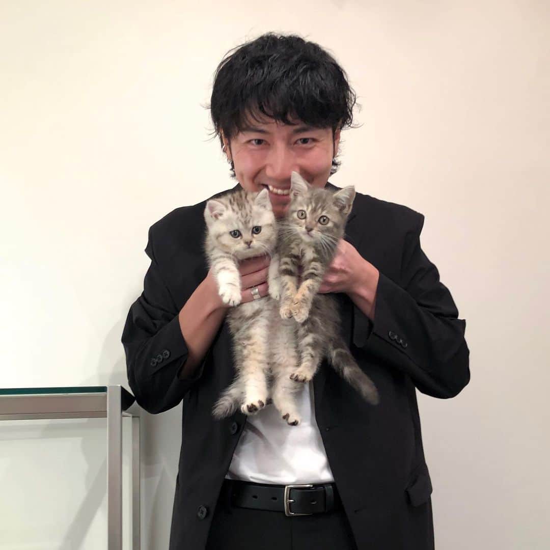 Ryuto Satoさんのインスタグラム写真 - (Ryuto SatoInstagram)「ㅤㅤㅤㅤㅤㅤㅤㅤㅤㅤㅤㅤㅤ﻿﻿﻿﻿ 保護猫の里親になりました！🐱﻿﻿﻿ 新しい家族がふたり増えました！﻿﻿ ﻿﻿﻿﻿ 茶黒のアメリカンショートヘアが﻿﻿﻿﻿ 「佐藤お砂糖」 * ﻿ｼｭｶﾞと読みます﻿ ﻿﻿﻿﻿ ブリティッシュショートヘアーと﻿ ペルシャMIX、ペシャ顔白い方が﻿ 「佐藤ミルク」﻿﻿﻿﻿ ﻿﻿﻿﻿ 生後3ヵ月、オスのヤンチャboys﻿﻿﻿ ずっとずっと保護猫を引き取りた﻿﻿﻿ いと願い続けていましたが、どの﻿﻿﻿ 団体様も単身者への条件が厳しく﻿﻿﻿ 半ば諦めかけていました…しかし﻿﻿﻿ この度、縁がありようやく先週末﻿﻿﻿ に正式譲渡の運びとなりました✌🏻﻿﻿﻿ ﻿﻿﻿﻿ ふたりとも初めての家なのに安心﻿﻿﻿ ぷりが凄い！初日からベッド上を﻿﻿﻿﻿ 占領されソファで夜を明かした新﻿﻿﻿﻿ 米飼い主です。以降、譲渡までの﻿﻿﻿ １週間は地獄のような毎日でした﻿﻿﻿ 大変4:可愛6、1日1粗相は許容‼︎‼︎﻿﻿﻿ と自身に言い聞かせ、彼らもよう﻿﻿﻿ やく新しい生活に慣れ始めたとこ﻿﻿﻿ ﻿﻿﻿ ふたりの様子はコチラから🐈🐈﻿﻿﻿ @sugaandmilk インスタだけじゃ﻿﻿﻿ なく、新米飼い主なTwitterも新た﻿﻿﻿ に始めてます！飼育日記 (ブログ)﻿﻿﻿ YouTubeチャンネルも準備中です﻿﻿﻿ ﻿﻿﻿ @ryuto_sato_ に関しては今後も﻿ カフェやコーヒーの投稿を続けて﻿ いく予定です。猫ちゃんふたりの﻿ 成長ぶりを見守りたい方は、是非﻿ 各SNSをフォロー頂ければと🙏🏻﻿ ﻿﻿ 健康第一で、ゆるっとやってくよ﻿﻿﻿ ＊﻿﻿全てIDは @sugaandmilk ﻿﻿ ﻿﻿ 至らぬ点など多々あるかと思い﻿﻿﻿﻿ ますがどうかお手柔らかに🙇🏻‍♂️﻿﻿ #sugaandmilk ﻿﻿」7月3日 21時18分 - ryuto_sato_