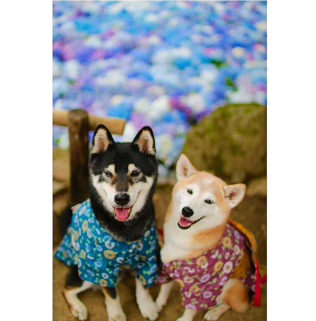 柴犬 けんしろう ゆりあさんのインスタグラム写真 - (柴犬 けんしろう ゆりあInstagram)「🐶💠🐶 . 今日はおててつないで🐾 池いっぱいに浮かぶ 紫陽花見てきたよぉ💜💙 . きれいだったなぁ✨ . . Location: #雨引観音 . . 2連休2日目は、ちょっと遠出〜。 うれしい出会いありの楽しかった時間は 写真と動画を整理して少しずつ載せたいと思います☺️」7月3日 21時17分 - nerishiro