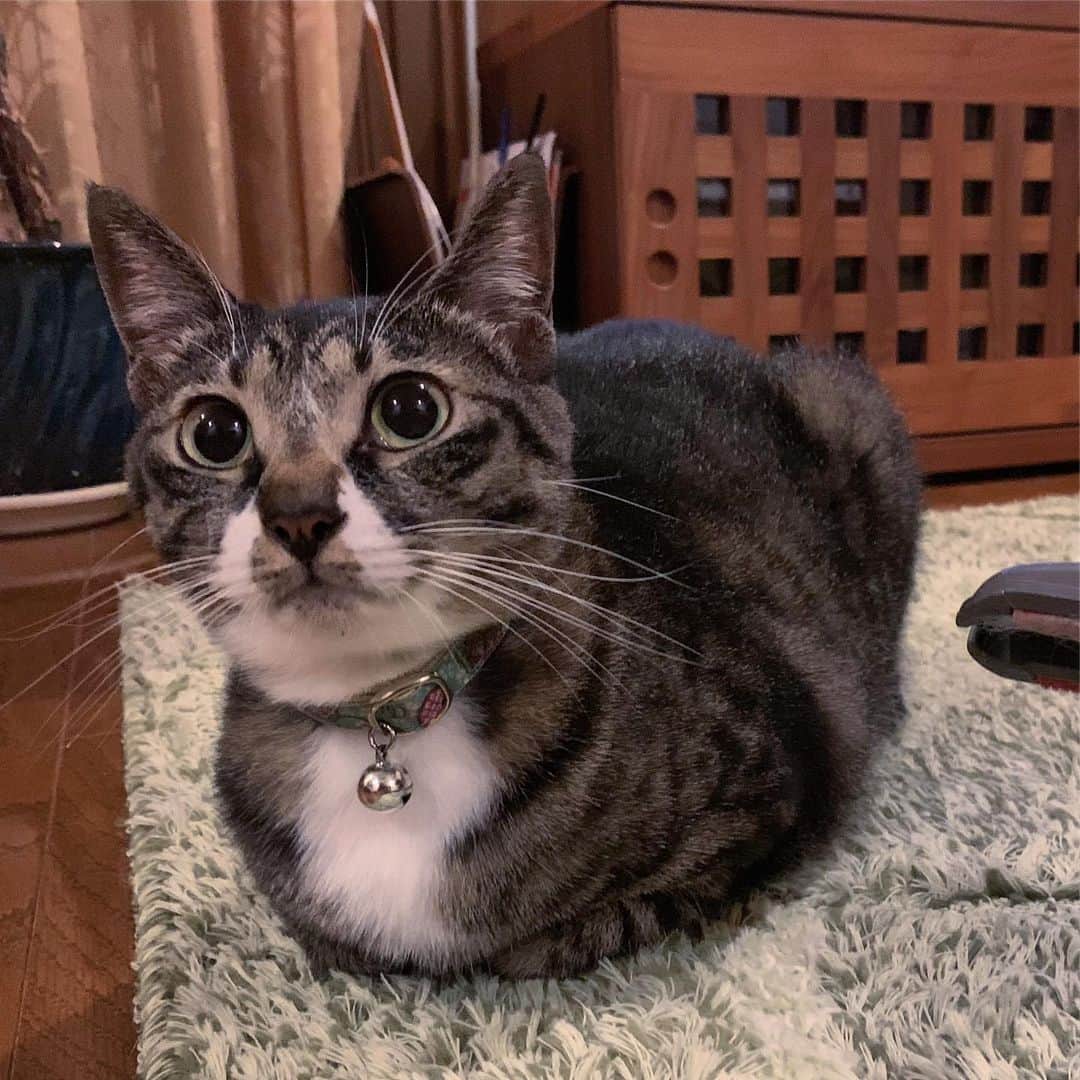 takegaeruのインスタグラム：「てんちゃん、香箱座り上手ねん😁 #猫 #cat #よもねこ #よもぎねこ #キジトラ #きじとら」