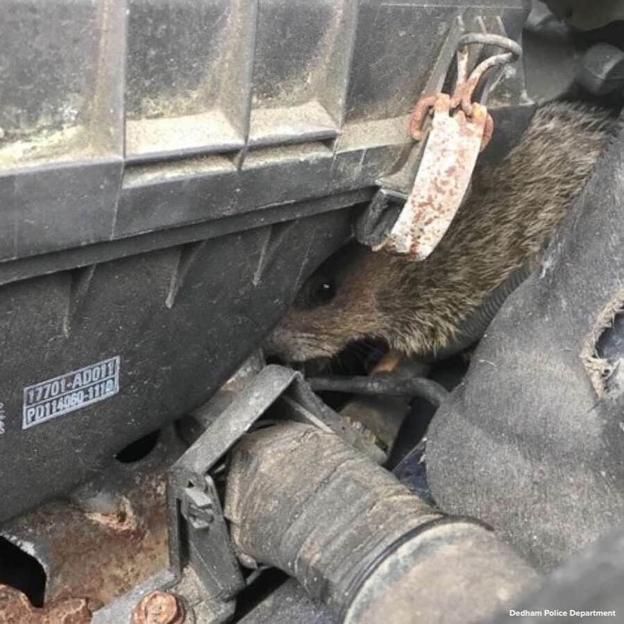 ABC Newsさんのインスタグラム写真 - (ABC NewsInstagram)「Mechanics at a local repair shop in Dedham, Massachusetts, were surprised by what they found under the hood of a customer's car brought in due to a "check engine" light.  A groundhog was "tucked away" in the vehicle's engine compartment, according to the Dedham Police Department. #groundhog #animals #cars #stowaway #mechanic」7月3日 21時41分 - abcnews