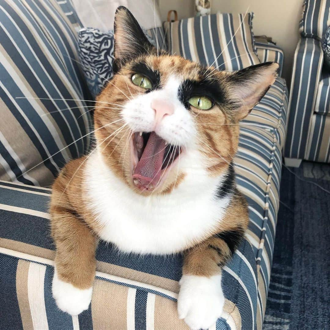リリーのインスタグラム：「The feeling when you have another week of vacation left😸」