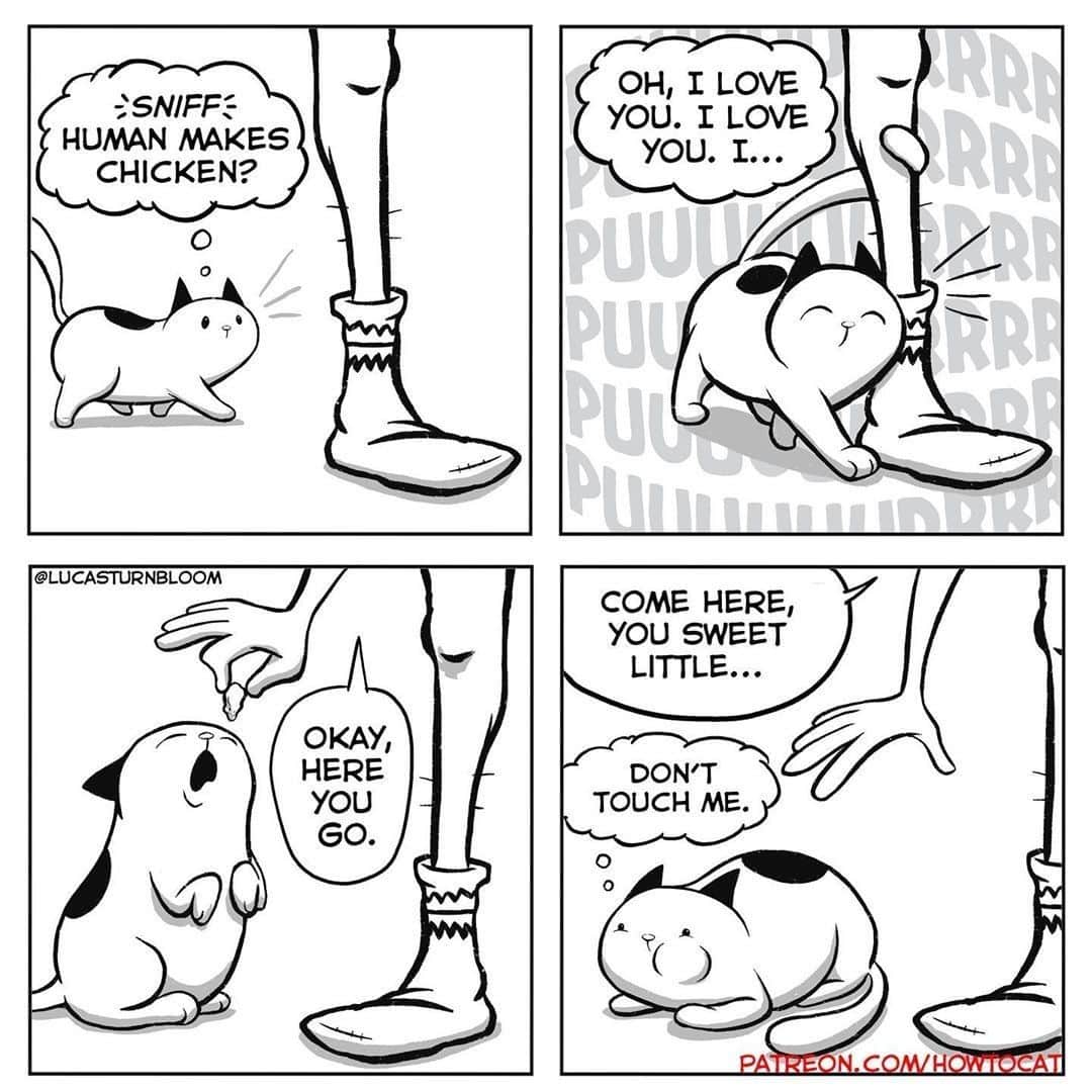 のインスタグラム：「I luv chimken⠀ ⠀ ✍🏼@lucasturnbloom⠀ ⠀ #meowed #doodles #9gagmeowdle #lucasturnbloom #catcomic #meowedcomic #ilovefood #webcomicsofinstagram」