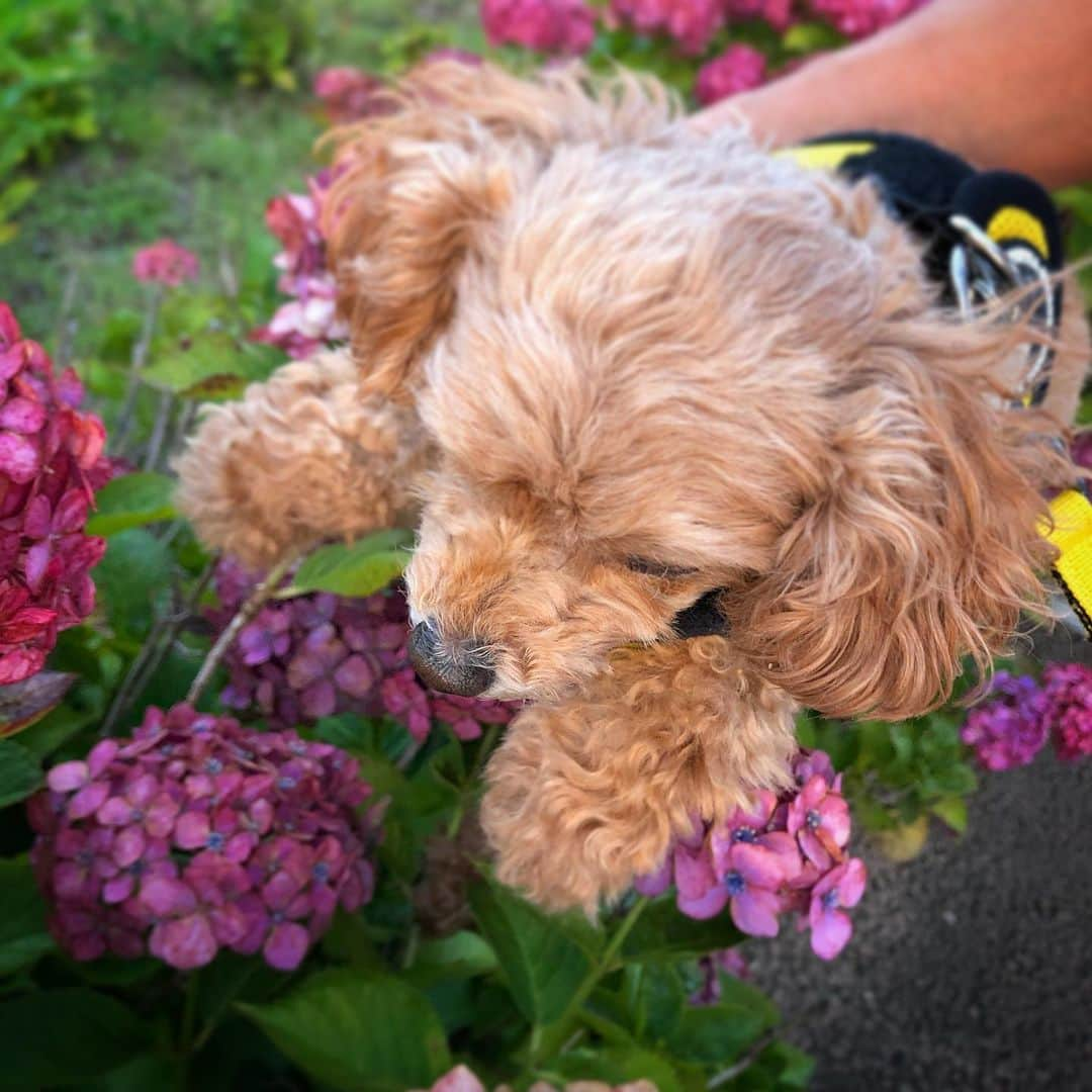 田辺誠一さんのインスタグラム写真 - (田辺誠一Instagram)「ご主人様に無理やり紫陽花ショットを強要されたワンよ」7月3日 22時05分 - tanabe1969