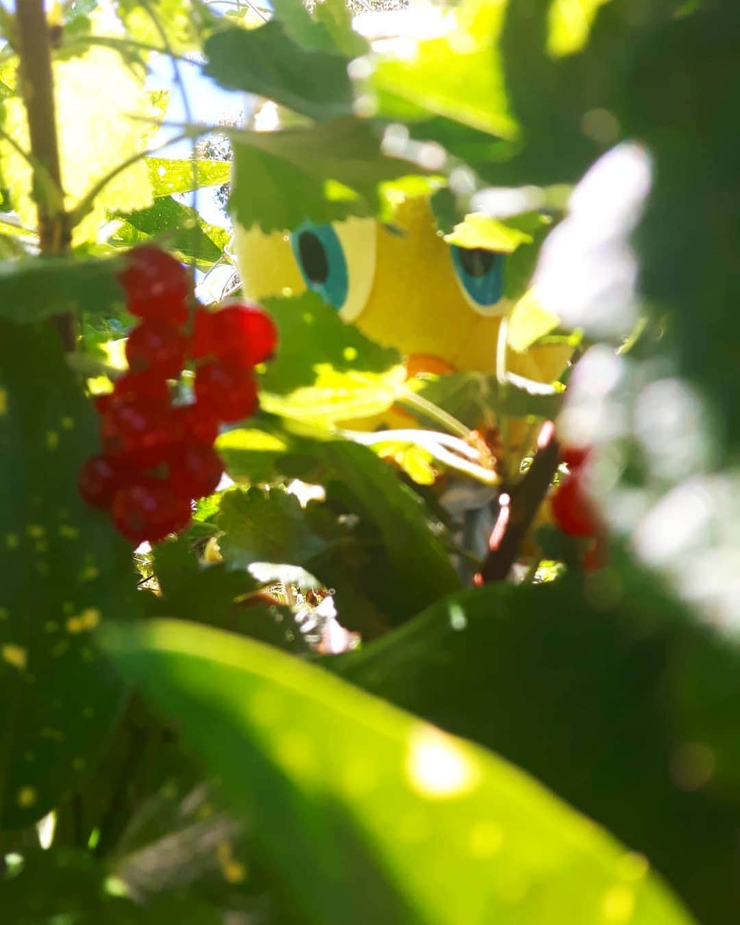 Little Yellow Birdさんのインスタグラム写真 - (Little Yellow BirdInstagram)「My red currents are looking good!! #littleyellowbird #tweety #tweetykweelapis #adventures #yellow #bird #wednesday #humpday #garden #redcurrents #aalbessen #redberries #redfruit #fruit #eigenoogst #summer #july #stuffedanimalsofinstagram #plushiesofinstagram」7月3日 22時06分 - tweetykweelapis