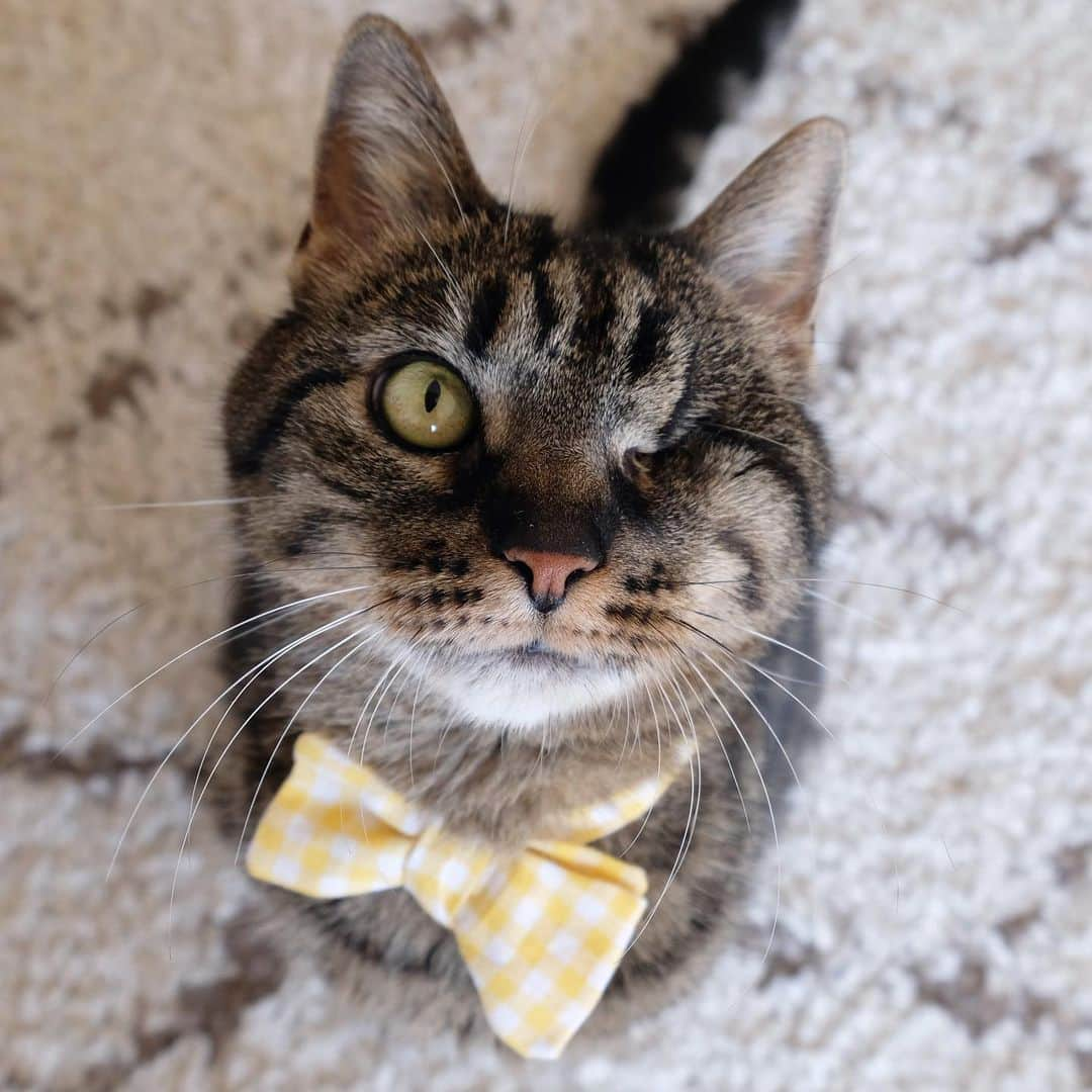 catinberlinさんのインスタグラム写真 - (catinberlinInstagram)「So many cute bow-ties online! www.catinberlin.com」7月3日 22時51分 - catinberlin