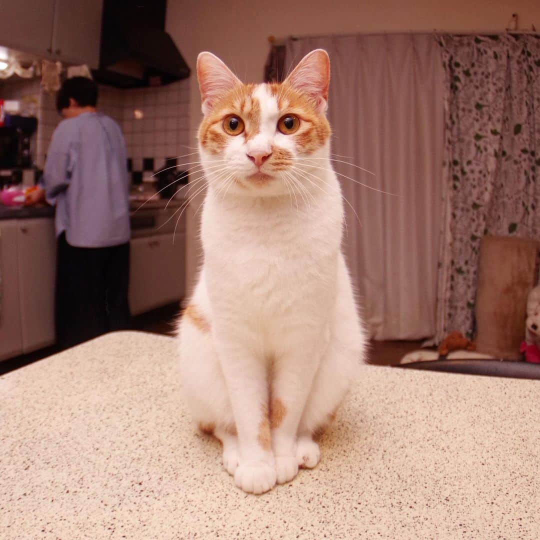 Kachimo Yoshimatsuさんのインスタグラム写真 - (Kachimo YoshimatsuInstagram)「前足は、閉じない訳ではないのです。 #uchinonekora #oinari #neko #cat #catstagram #kachimo #猫 #ねこ #うちの猫ら http://kachimo.exblog.jp」7月3日 23時40分 - kachimo