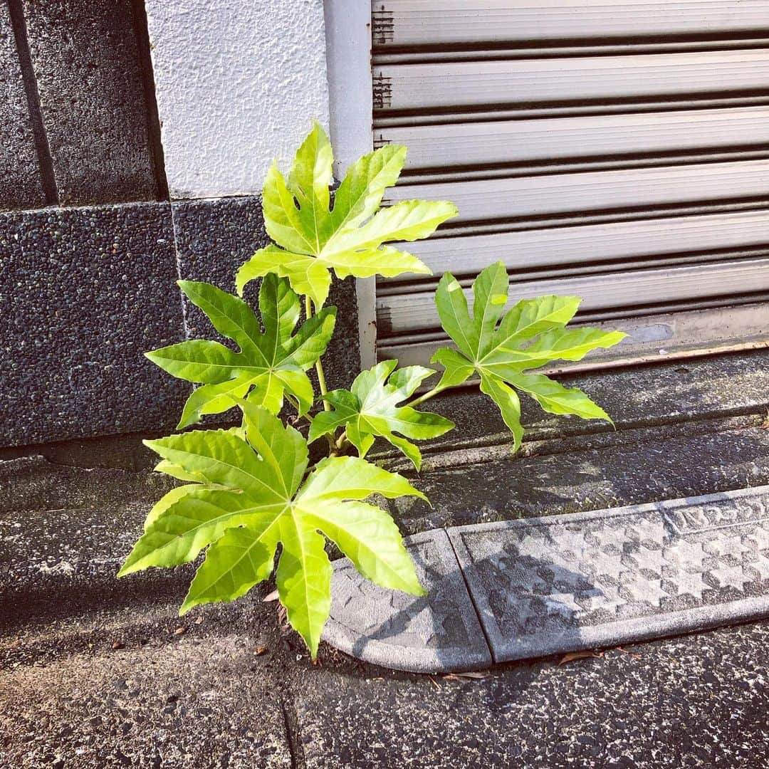 谷口礼子さんのインスタグラム写真 - (谷口礼子Instagram)7月3日 23時44分 - manekijako