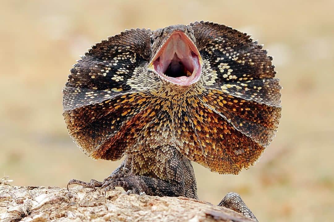 Discoveryさんのインスタグラム写真 - (DiscoveryInstagram)「Frilled-neck lizard or young Demogorgon? . . . . #photography #photooftheday #explore #naturephotography #nature #potd #travelIG #wildlife #StrangerThings #Demogorgon #July4th #4thofJuly #lizard #reptileIG #D&D」7月4日 0時21分 - discovery