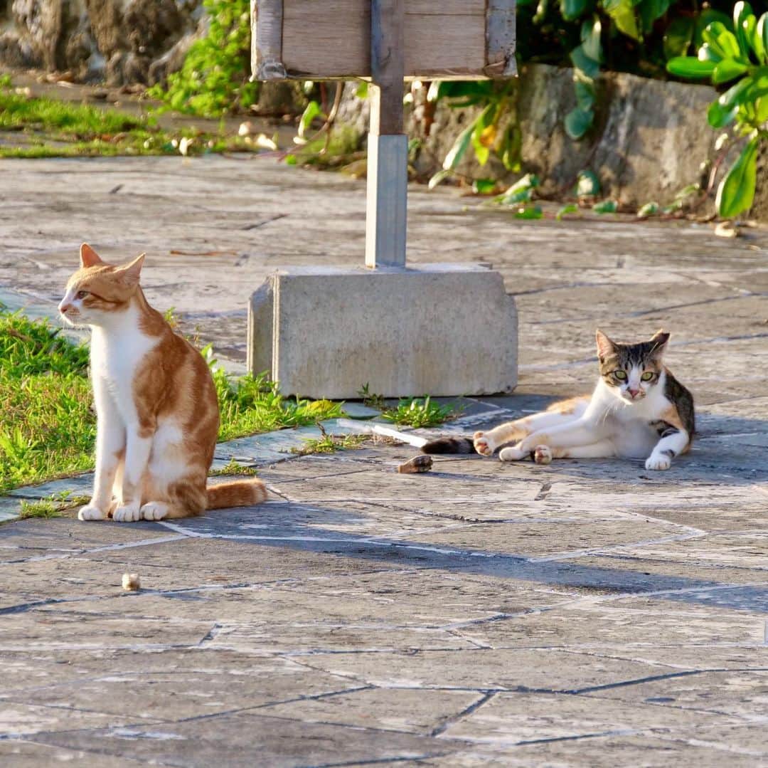 宇野陽介さんのインスタグラム写真 - (宇野陽介Instagram)「野良 #猫 #沖縄 #頑張って生きてる #たくましい」7月4日 0時14分 - yorkuno