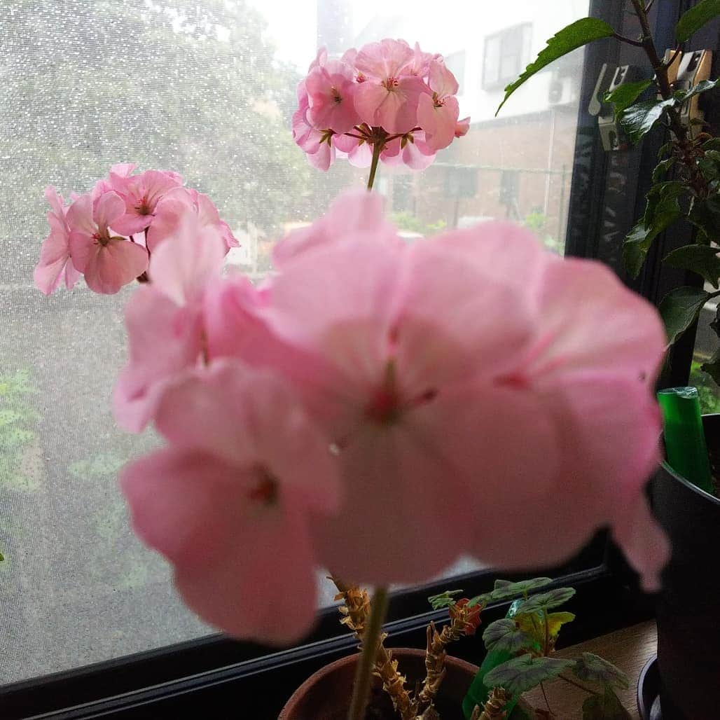 みながわゆみさんのインスタグラム写真 - (みながわゆみInstagram)「#おはようございます #今日も素敵な一日を #雨降り #ゼラニウム #ゼラニウム大好き #はなまっぷ #花まっぷ #花の写真 #花写真 #花撮り #花好きな人 #花好きな人と繋がりたい #写真好き #写真好きな人と繋がりたい #ピンク #きれい #かわいい #頑張ろう」7月4日 5時51分 - nama.09.19