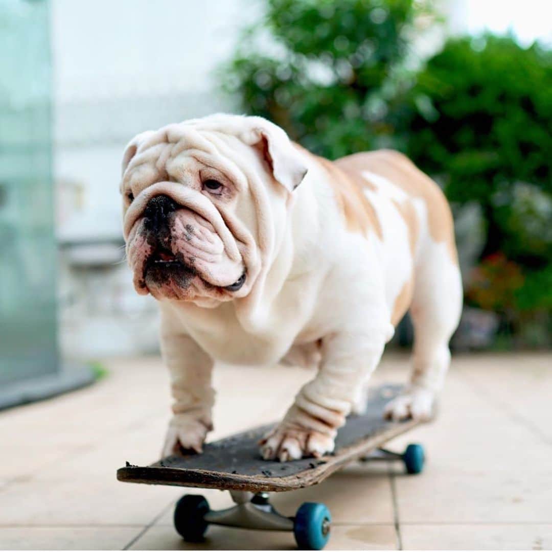 Bodhi & Butters & Bubbahさんのインスタグラム写真 - (Bodhi & Butters & BubbahInstagram)「I just have a thing for sk8er bois 💁🏼‍♀️ . . . . #bulldog #dogsofinstagram #bestoftheday #puppy #love #skate #boy @bulldog__diesel」7月4日 0時36分 - keonistuff