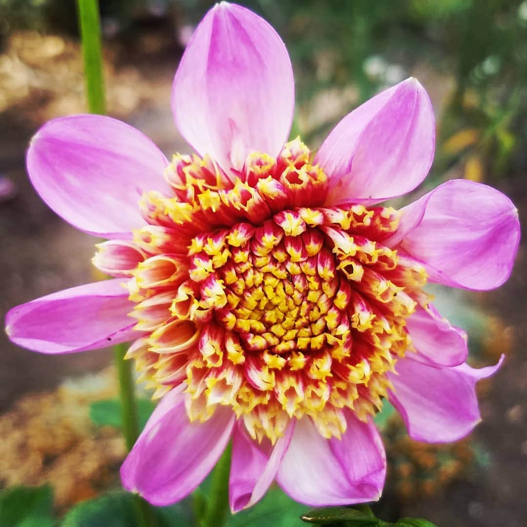 ガソリングラマーさんのインスタグラム写真 - (ガソリングラマーInstagram)「FIRST DAHLIA BLOOM OF 2019 #TWILITE #GASOLINEGARDEN #ILOVEGARDENS #GARDENSRULE #GARDENCHURCH #GARDENPARTY #GARDENMAGIC #AVANTGARDEN #GARDENS #GARDENGANGSTER #garden #gardenlife #GARDENER #gardentime #GARDENING #VEGETABLEGARDEN #FLOWERS #FLOWERPOWER #plants #CACTUS  #DAHLIAS  #ANEMONEDAHLIA #AYEARINFLOWERS  #week4 #shadowhills  #THANKYOU @swanislanddahlias  #swanislanddahlias @gasolineglamour  #GASOLINEGLAMOUR」7月4日 0時51分 - gasolineglamour