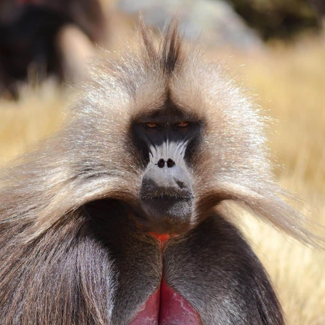 アニマルプラネットさんのインスタグラム写真 - (アニマルプラネットInstagram)「There’s a common misconception that a gelada is a baboon! They’re their own kind of monkey. They also have more opposable fingers and thumbs than ANY other primate. . . . . . . . #animalplanetupclose #animalsofinstagram #animalplanet #animaloftheday #wild #wildlife #outdoors #animals #wildanimals #conservation #nature #animallovers #instanature #wildgeography  #gelada」7月4日 1時00分 - animalplanet