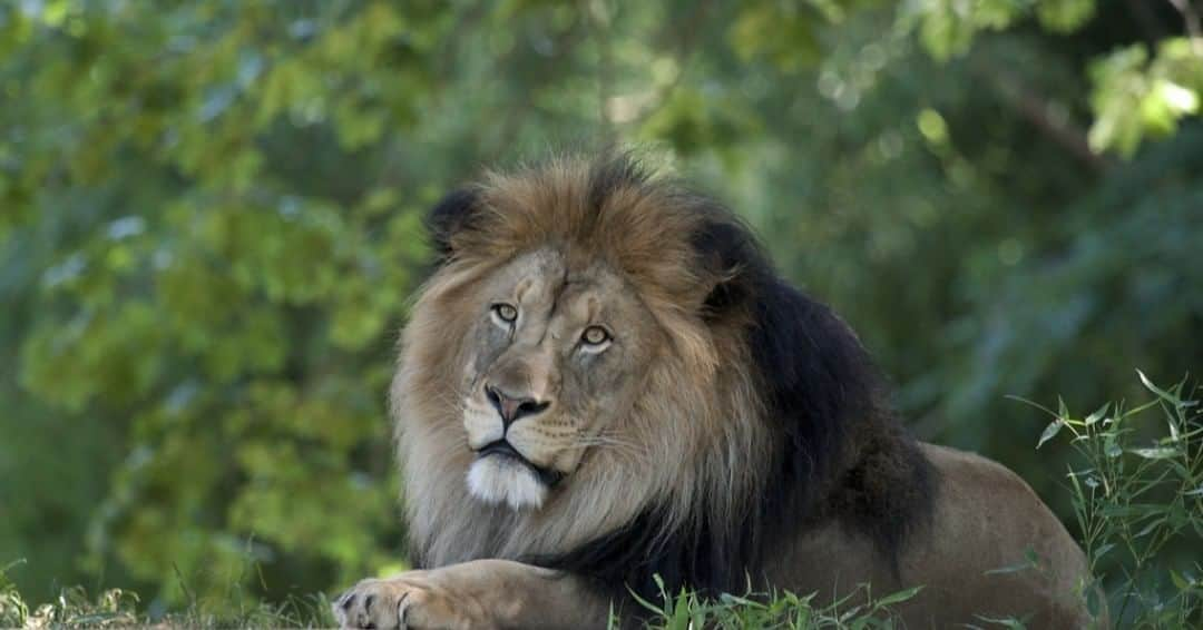 スミソニアン国立動物園さんのインスタグラム写真 - (スミソニアン国立動物園Instagram)「🦁Lion cubs grow up fast, and even faster in zoos. In a long-term study, scientists at the Smithsonian Conservation Biology Institute  found male African lions living in human care hit puberty a full year earlier than their counterparts in the wild.  As the population of lions in the wild continues to shrink due to habitat loss, conflict with humans and disease, knowing exactly when male lions reach puberty and are capable of breeding is important for conserving the species.  In the wild, male lions start experiencing a rise in testosterone at approximately 2 years old, which signals that the male is becoming sexually mature and it is time for him to leave the pride and search for mates. Male zoo lions start producing the hormone around 1 year old, a full year before wild males. Researchers confirmed that the males had reached puberty by looking for sperm in the urine, which was also present starting around 1 year old. Despite reaching puberty earlier, many zoo-born male lions live with the pride they were born into until they are approximately 3 years old. The research shows that zoos should consider separating male lions from their birth prides at an earlier age and pair them with unrelated females to establish their own prides.  The authors speculate that one reason why male lions living in zoos are hitting puberty earlier is because they are growing and gaining weight faster. Wild cubs often go through long periods without food, especially after they are weaned and must transition to eating meat. By contrast, lion cubs born in zoos have a constant supply of nutritious food and are not dependent on their parents to hunt for it.  There are about 20,000 lions living in Africa and their numbers have declined by 30% in the past decade. Their habitats are increasingly fragmented and isolated, putting the species at risk of becoming inbred in the wild and susceptible to disease. There are 750 lions living in zoos around the world and breeding those lions to create a genetically healthy population in human care is increasingly important for the survival of the species as a whole. #Lions #AfricanLion #WeSaveSpecies」7月4日 3時35分 - smithsonianzoo