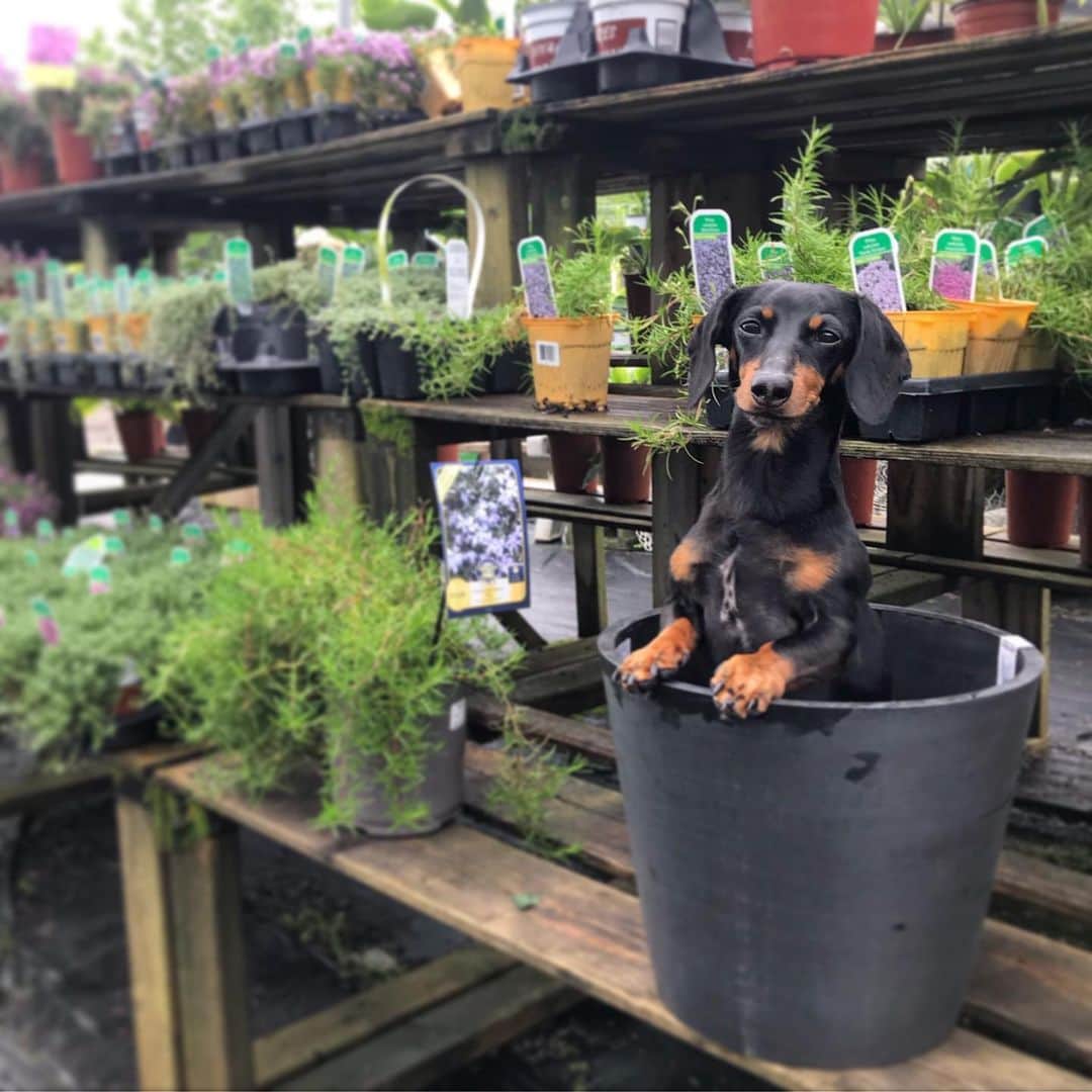 Crusoe the Celebrity Dachshundさんのインスタグラム写真 - (Crusoe the Celebrity DachshundInstagram)「“What are you planting this year?” ~ Crusoe」7月4日 3時41分 - crusoe_dachshund
