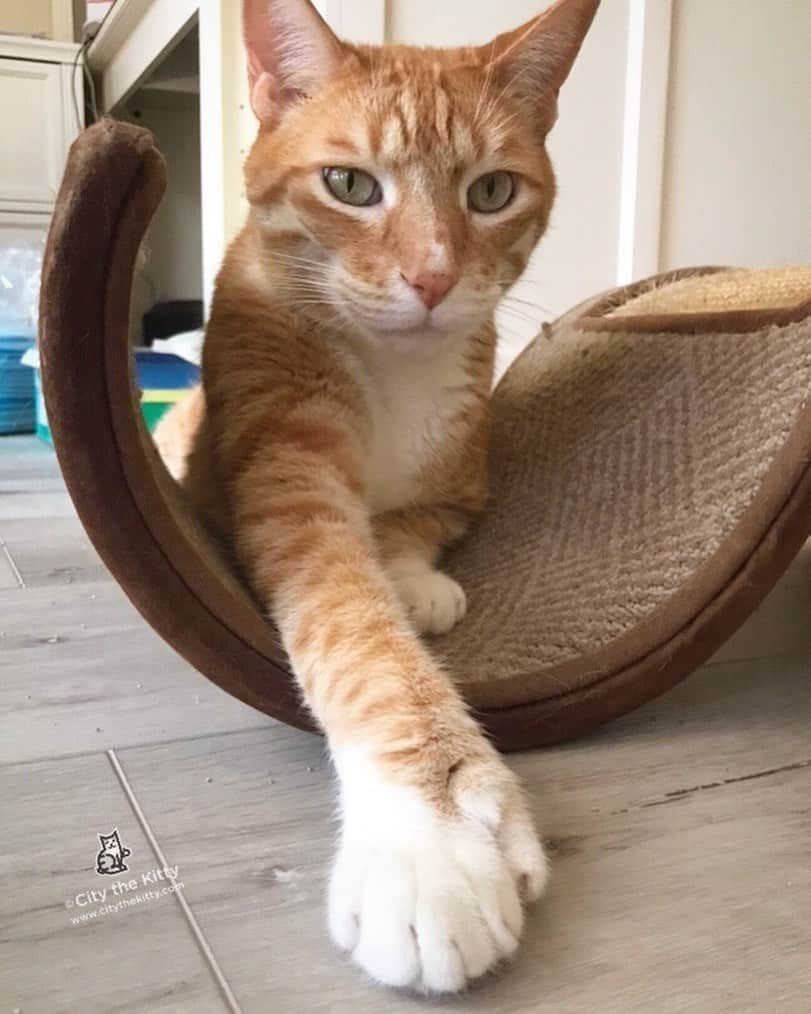 City the Kittyさんのインスタグラム写真 - (City the KittyInstagram)「Toes and claws belong on paws. 🐾 #stopdeclawing #pawsneedclaws」7月4日 3時46分 - citythekitty